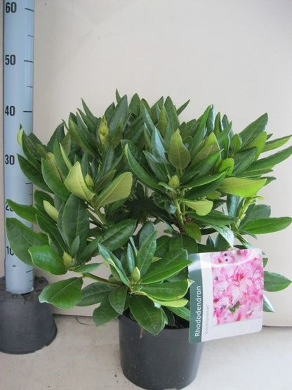  Rhododendron (Rhododendron 'Cosmopolitan')