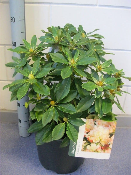  Dwergrhododendron (Rhododendron 'Golden Torch')