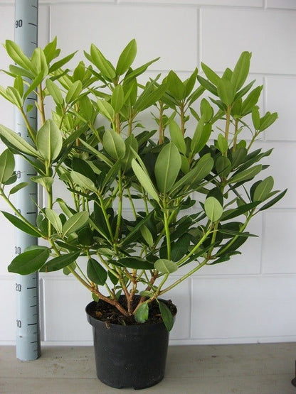  Rhododendron (Rhododendron Catawbiense 'Grandiflorum')