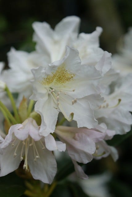  Rhododendron (Rhododendron 'Madame Masson')