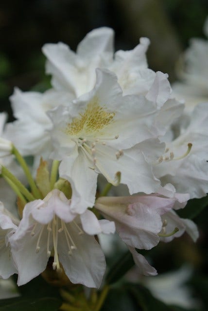  Rhododendron (Rhododendron 'Madame Masson')