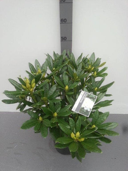  Rhododendron (Rhododendron 'Madame Masson')