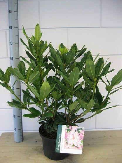  Bosrhododendron (Rhododendron Ponticum 'Roseum')