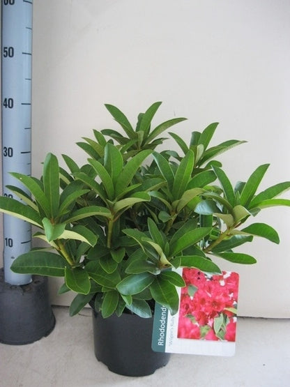  Rhododendron (Rhododendron 'Wilgen's Ruby')