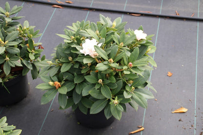  Dwergrhododendron (Rhododendron 'Golden Torch')