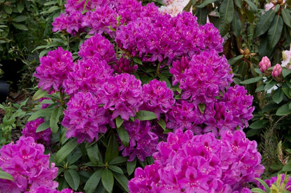  Rhododendron (Rhododendron 'Anah Kruschke')