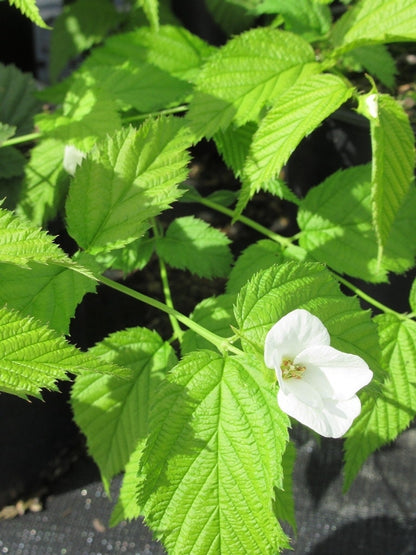  Schijnkerria (Rhodotypos Scandens)