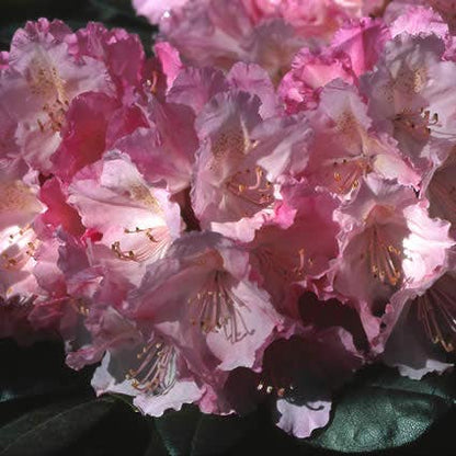  Dwergrhododendron (Rhododendron 'Polaris')