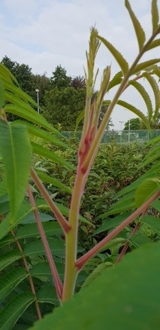  Fluweelboom, Struik (Rhus Typhina)