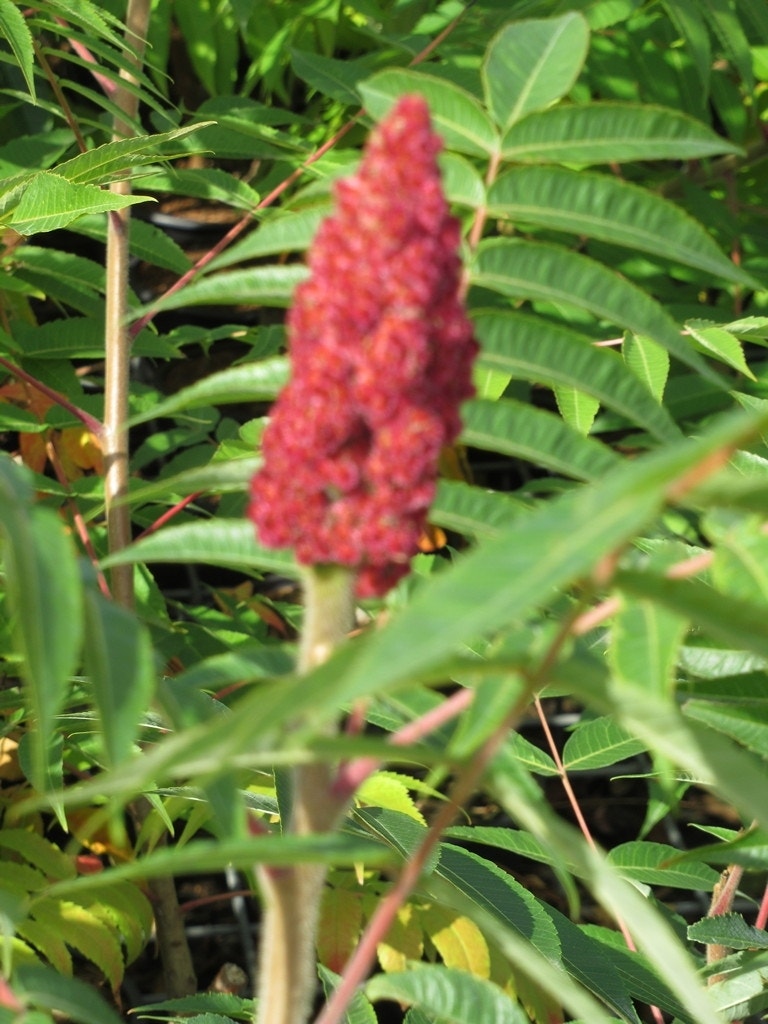  Fluweelboom, Struik (Rhus Typhina)