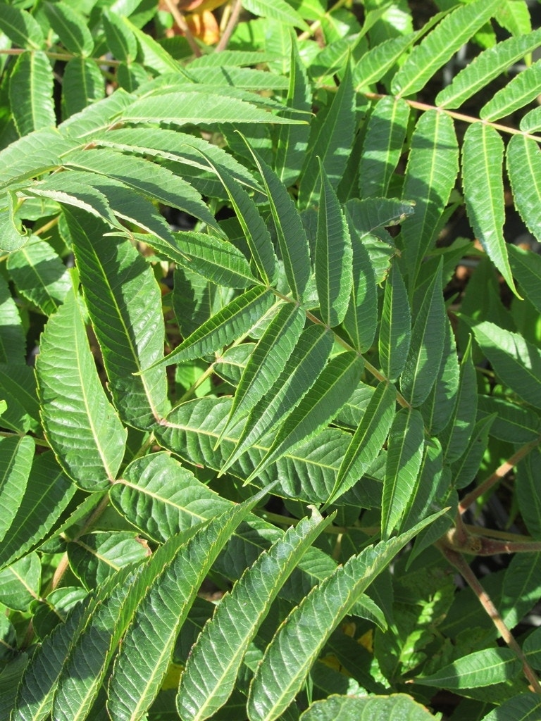  Fluweelboom, Struik (Rhus Typhina)