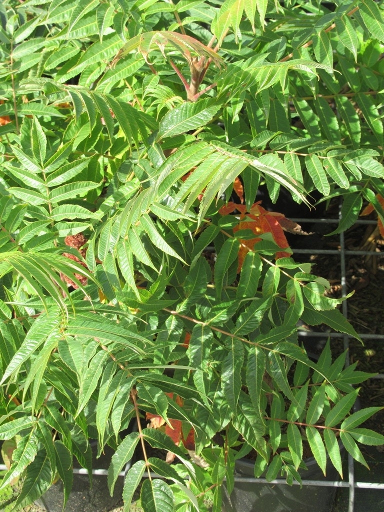  Fluweelboom, Struik (Rhus Typhina)