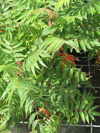  Fluweelboom, Struik (Rhus Typhina)