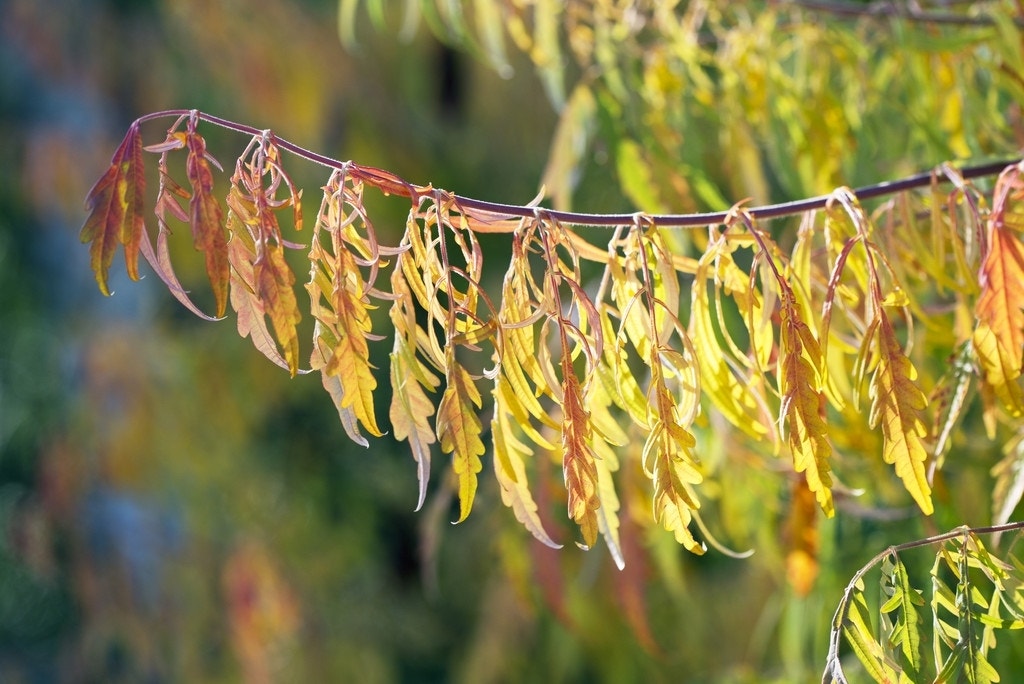  Fluweelboom (Rhus Typhina 'Dissecta' (laciniata))