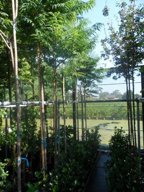  Fluweelboom (Rhus Typhina 'Dissecta' (laciniata))