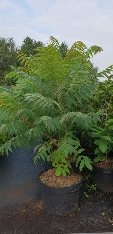  Fluweelboom, Struik (Rhus Typhina)