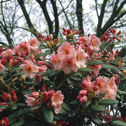  Rhododendron (Rhododendron 'Virginia Richards')
