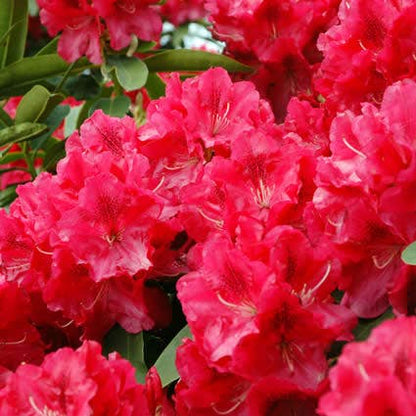  Rhododendron (Rhododendron 'Wilgen's Ruby')