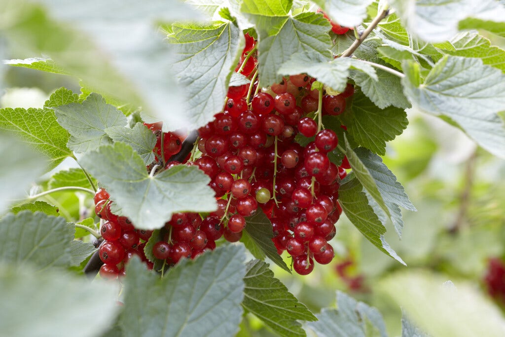  Aalbes (Ribes Rubrum 'Rovada')