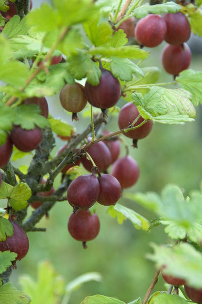  Rode Kruisbes Ribes Uva-crispa ‘Captivator’