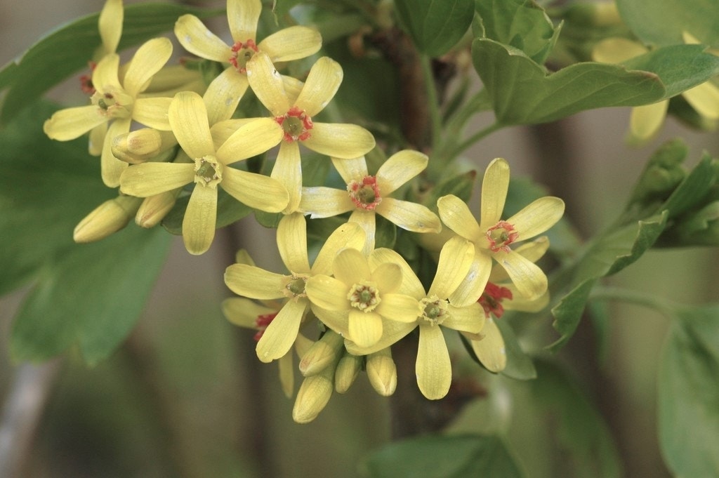  Alpenbes (Ribes Alpinum)
