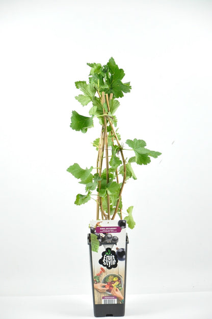  Jostabes (Ribes Nid. 'Jostabes')