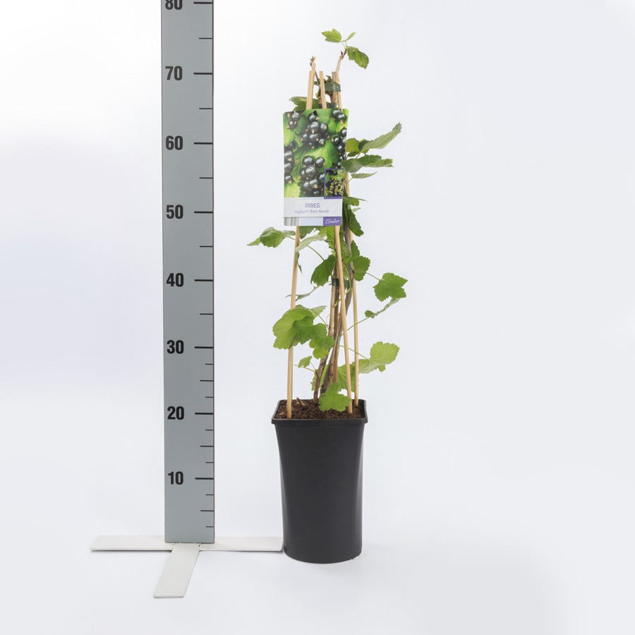  Zwarte Bes (Ribes Nigrum 'Ben Nevis')
