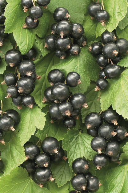  Zwarte Bes (Ribes Nigrum 'Ben Nevis')