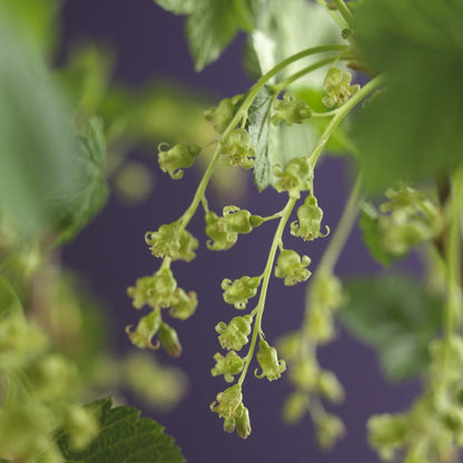  Zwarte Bes (Ribes Nigrum 'Ben Nevis')