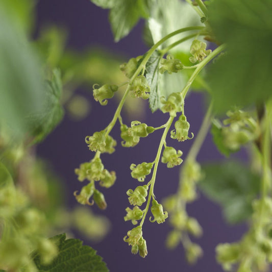  Zwarte Bes (Ribes Nigrum 'Ben Nevis')