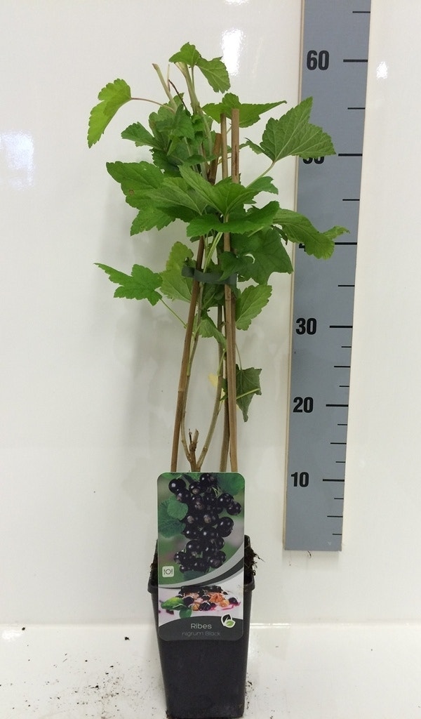  Zwarte Bes (Ribes Nigrum 'Titania')