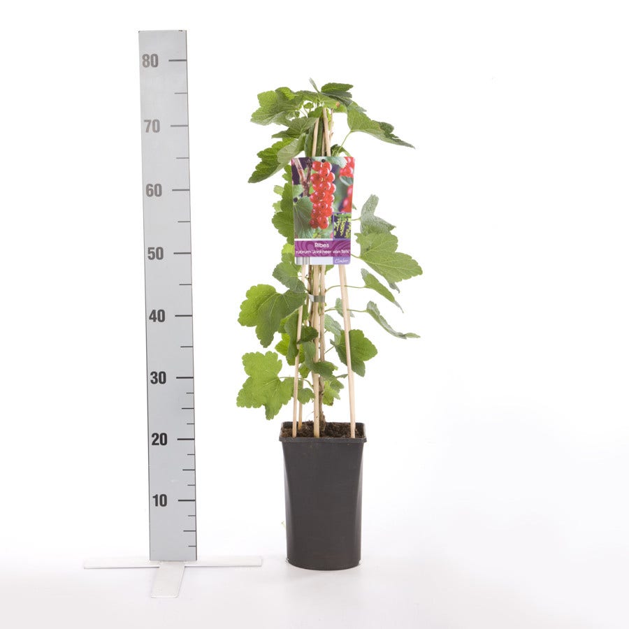  Rode Bes (Ribes Rubrum 'Jonkheer Van Tets')