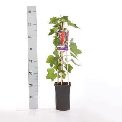  Rode Bes (Ribes Rubrum 'Jonkheer Van Tets')