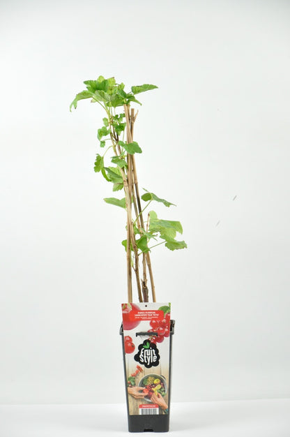  Rode Bes (Ribes Rubrum 'Jonkheer Van Tets')