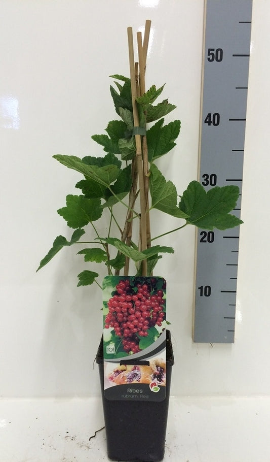  Aalbes (Ribes Rubrum)