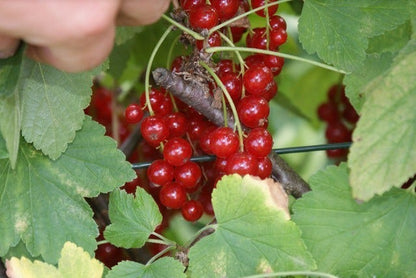  Aalbes (Ribes Rubrum 'Rovada')