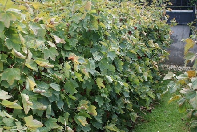  Aalbes (Ribes Rubrum 'Rovada')