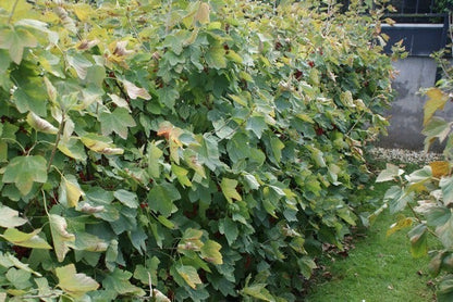  Aalbes (Ribes Rubrum 'Rovada')