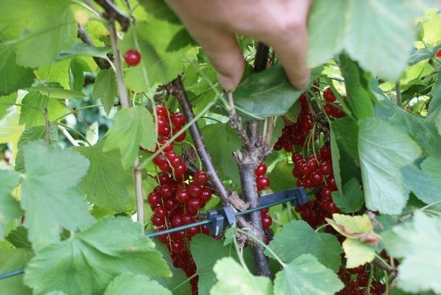  Aalbes (Ribes Rubrum 'Rovada')