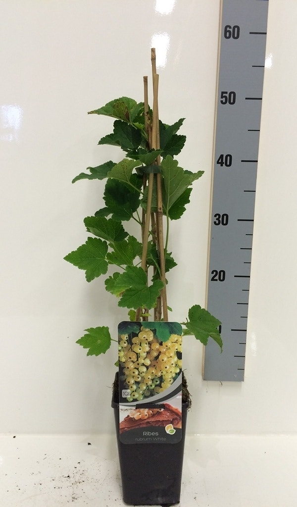  Witte Bes (Ribes Rubrum Wit)