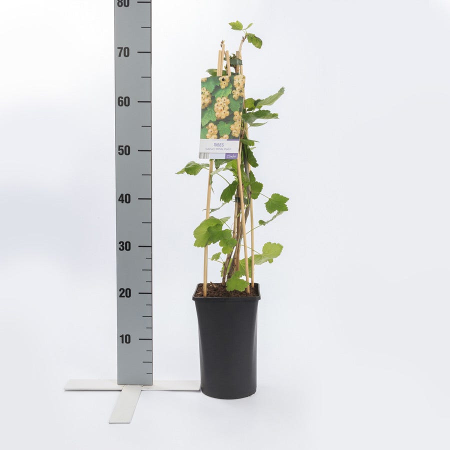  Witte Bes (Ribes Rubrum 'Witte Parel')