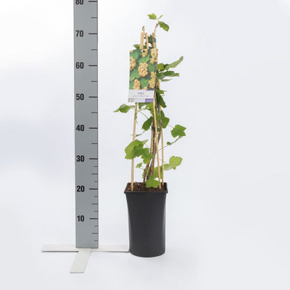  Witte Bes (Ribes Rubrum 'Witte Parel')