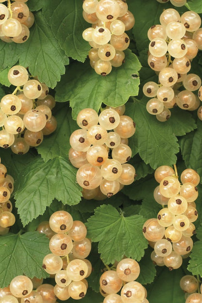  Witte Bes (Ribes Rubrum 'Witte Parel')