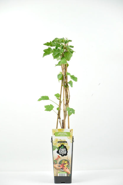  Witte Bes Ribes Rubrum 'Witte Hollander'