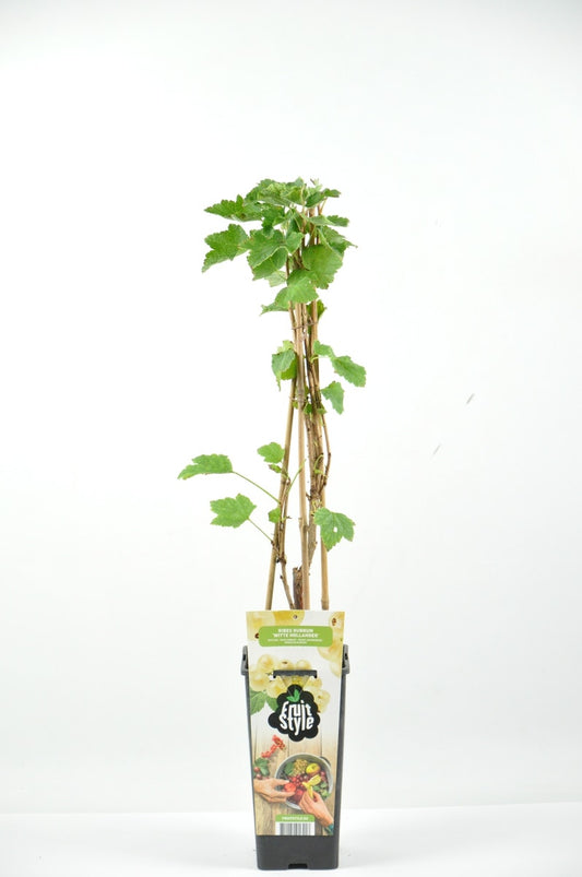  Witte Bes Ribes Rubrum 'Witte Hollander'