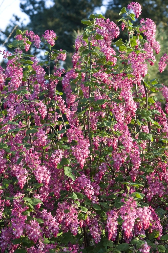  Ribes (Ribes Sanguineum)