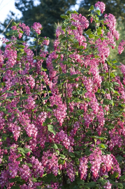  Ribes (Ribes Sanguineum)