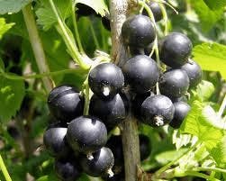  Zwarte Bes (Ribes Nigrum 'Titania')