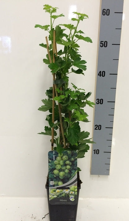  Groene Kruisbes (Ribes Uva-crispa 'Hinnonmaki Grön')