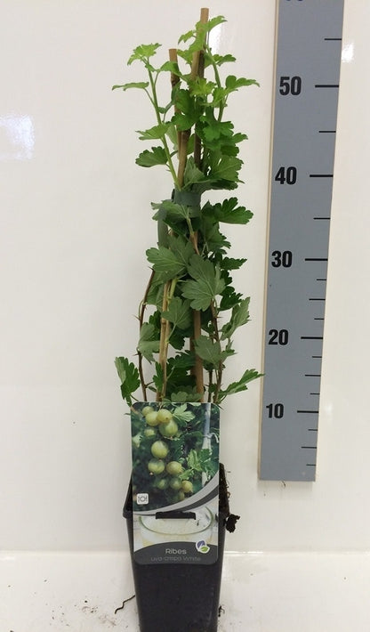  Gele Kruisbes (Ribes Uva-crispa 'Hinnonmaki Gul')